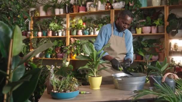 年轻的专业非洲裔美国男性花匠 负责重新种植植物 为花卉添加土壤 专注于在花店工作的成功员工 穿着围裙和手套 — 图库视频影像