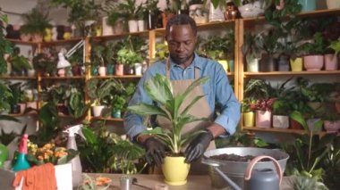 Çiçekçide çiçekçi olarak çalışan başarılı bir Afro-Amerikalı adamın portresi. Çiçek dikerek kameraya gülümsüyor. Güzel Afrikalı erkek eldiven ve önlük takıp gülüyor..