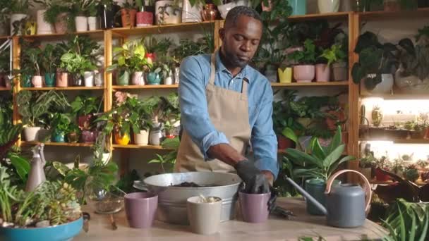 年轻而有魅力的非洲裔美籍男子在花店当花匠 在土壤中添加肥料 供植物穿围裙用 漂亮的成功的非洲工人集中精神 — 图库视频影像