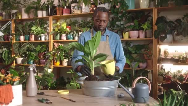 Сосредоточился Успешном Африканском Флористе Пересаживающем Цветы Цветочный Магазин Используя Почву — стоковое видео