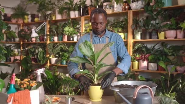 一个成功的快乐的非洲裔美国人的画像 他在花店重新植花时面带微笑地看着相机 戴着手套和围裙笑的美丽的非洲男人 — 图库视频影像
