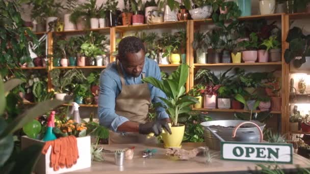 Сосредоточенный Профессиональный Африканский Взрослый Мужчина Работающий Цветочном Магазине Заботящийся Растениях — стоковое видео