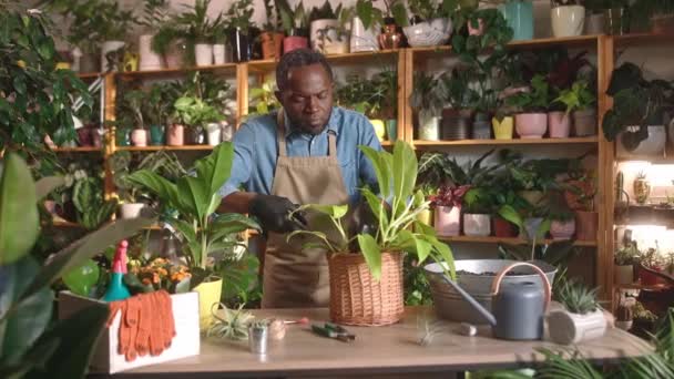 Cuidar Concentrado Jovem Afro Americano Cuidando Flores Florista Loja Usando — Vídeo de Stock