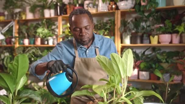 Alegre Atraente Barbudo Afro Americano Florista Masculino Regar Plantas Que — Vídeo de Stock