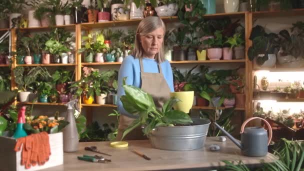 在花店工作的注重成熟的高加索妇女的画像 负责处理添加土壤的植物 迷人的老女人穿着围裙与卖花的植物打交道 植物学概念 — 图库视频影像