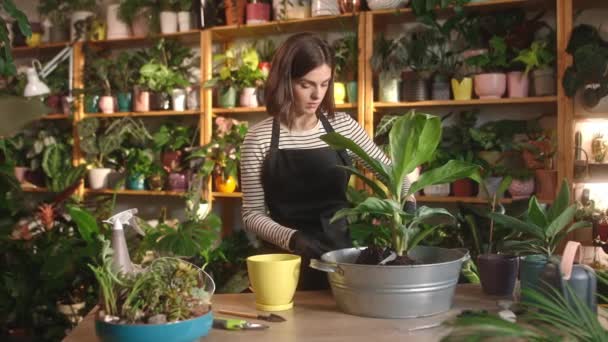 在花店工作的年轻成年女孩的画像 重新种花 加泥土和围裙 漂亮可爱的女花匠戴着手套 工作愉快 植物学概念 — 图库视频影像