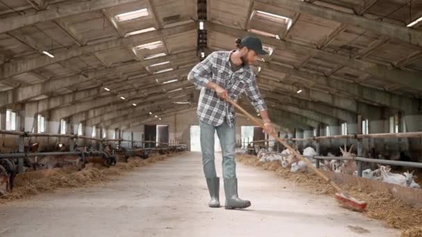 Przystojny Biały Mężczyzna Pracujący Ostrożnie Farmie Kóz Butach Mundurze Roboczym — Wideo stockowe