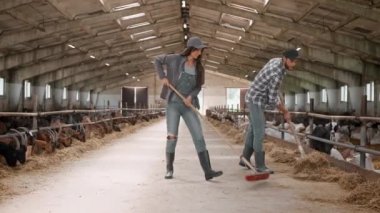 Kuzu ahırında birlikte temizlik yapan sevimli beyaz işçiler. Genç ve çekici kadın etkin bir şekilde saman süpürürken bir adam da hayvanlar için kurumuş otları saçıyor. Çalışkan insanlar gülümsüyor ve neşeyle çalışıyorlar..