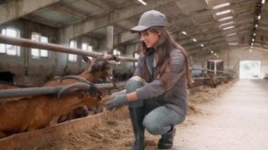 Kulübede keçilere saman yediren eldivenli beyaz bir kadın. Boynuzlu küçük kuzular, kadınların ellerinden kurumuş ot yiyorlar. Evcil hayvanlarla ilgilenen mutlu bir kadın. Çiftlikte çalışmaktan keyif alıyorum..