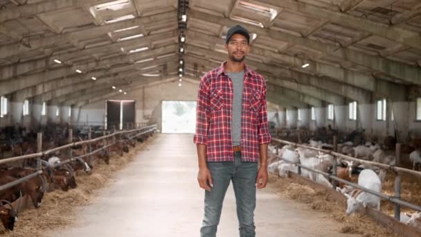快乐的非洲裔美国农民站在羊厩里 对着相机微笑 棕色山羊在背景中吃干草 有魅力的男人关心家畜 农业工业的概念 — 图库视频影像