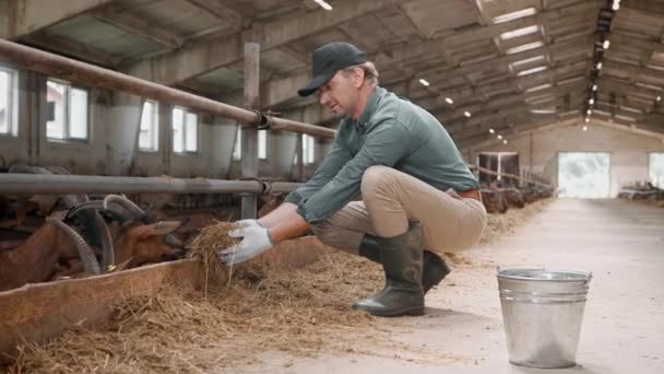 Beau Travailleur Avec Des Gants Tenant Foin Nourrissant Des Chèvres — Video