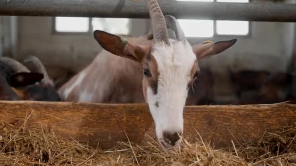 Portret Pięknego Bydła Boksie Słodkie Kozy Rogami Patrzące Kamerę Wąchające — Wideo stockowe