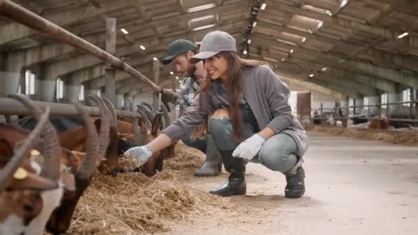 Kaukasische Arbeiders Voeren Landbouwhuisdieren Een Geitenstal Aantrekkelijke Mensen Met Handschoenen — Stockvideo