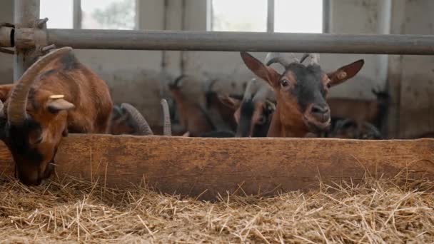 農場小屋でかわいい茶色のヤギの肖像画 若い子羊の角を屋台に立って 噛むとおいしい干し草を食べる 空腹の農場の動物は食べ物を探したり嗅いだりします 哺乳類 牛の概念 — ストック動画