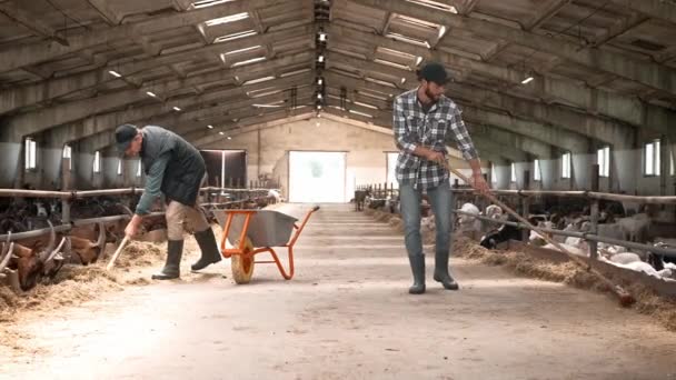 Atraktivní Bělošští Farmáři Čistí Kůlnu Pohlední Muži Čepici Botách Pracovní — Stock video