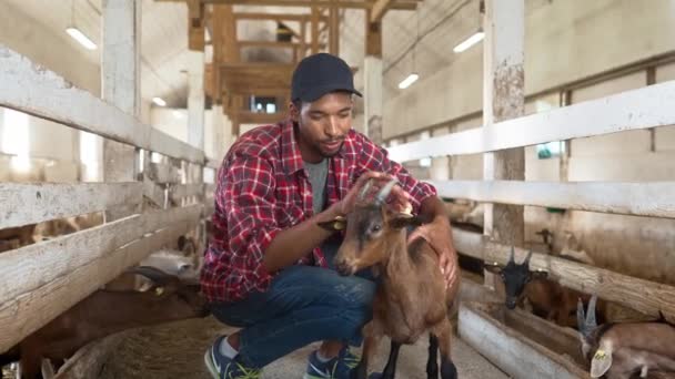 Afro Américain Soucie Chèvre Dans Hangar Ferme Joyeux Mâle Assis — Video