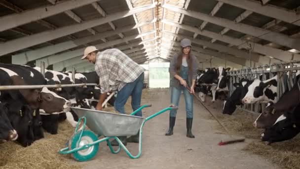 Geschäftige Mischlingsmenschen Die Gemeinsam Einem Kuhstall Arbeiten Junge Frau Mit — Stockvideo