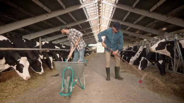Çiftlikteki Inek Ahırında Çalışan Iki Beyaz Adam Pis Samanları Temizlemekle — Stok video