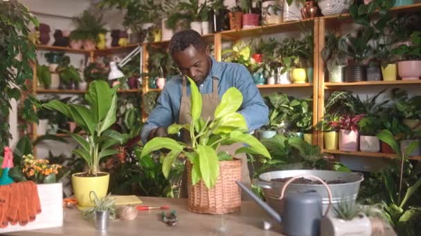 ニッパーと乾燥葉を切断使用してエプロンと手袋を持つ魅力的なアフリカ系アメリカ人男性庭師 植物工房での天然植物やハーブの手入れ 緑を守る — ストック動画
