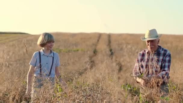 Οριζόντια Βολή Ανώτερος Αγρότης Αυτιά Σιταριού Παππούς Και Εγγονός Περπατούν — Αρχείο Βίντεο