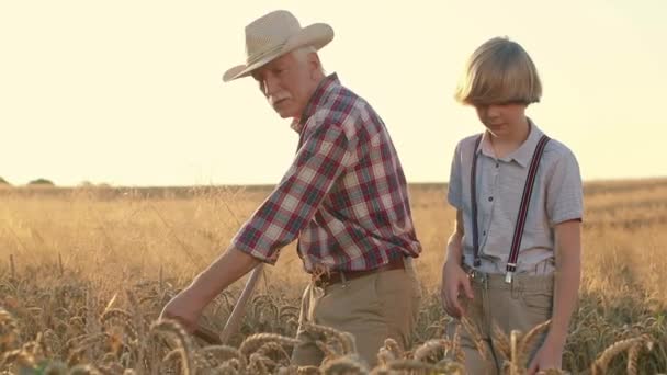 水平ショット シニア農家は小麦を飼い 小麦の耳を刈っています 祖父と孫がバーリーフィールドで働いている 男の子に収穫を示すチェッカーされたシャツとわら帽子の男性 サマーシーズン — ストック動画