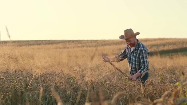 Horizontaal Schot Landbouwarbeider Met Zeis Maaitarwe Boer Met Een Geruit — Stockvideo