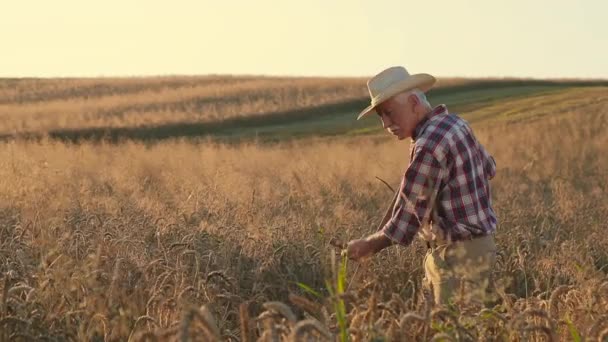 水平ショット 農業従事者は小麦と小麦を刈り取っている イチゴの帽子を脱ぎ 額から汗を拭く上級農家 農場で働く疲れた男性農夫 職業の多様性について — ストック動画