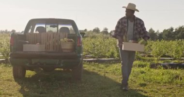 Afrikalı Amerikalı çiftçi kamyonun bagajına hasat dolu kutular yüklüyor. Erkek tarla işçisi tahta kutuları kamyonete koyuyor. Adam yorgun ve alnından ter siliyor..