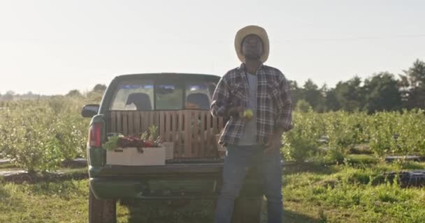 非洲裔美国农民与新鲜采摘的苹果打交道 快乐的男性农业工人在田里玩得很开心 穿着格子衬衫头戴草帽的男人 男农场主笑着接庄稼 — 图库视频影像