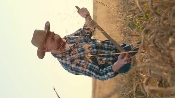 晴れた日には大きな畑で小麦を収穫するコーカサスアゴロニストの勤勉な作業の垂直な見方 熟した黄金のスパイクレットを栽培する帽子とチョークのシャツを持つ男 産業ビジネスについて 農業について — ストック動画