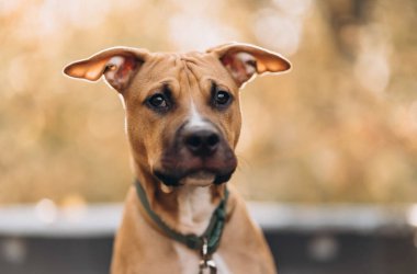 Amerikan Pitbull Terrier, boynunda tasması olan bir köpek ön bahçedeki çimlerde oturuyor..
