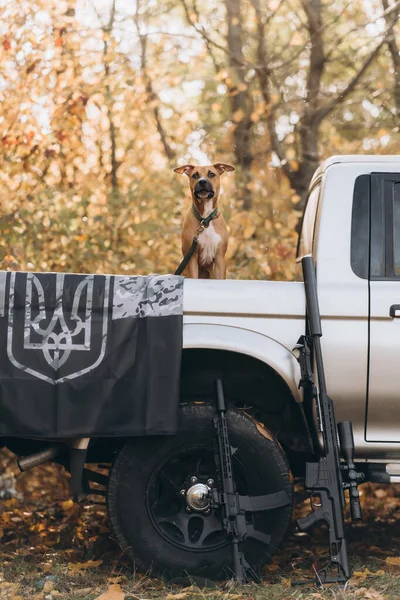 American Pit Bull Terrier Puppy Pickup Truck Gun — Stock Photo, Image