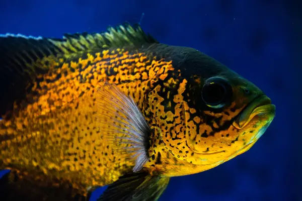 Tropikal akvaryum balığı, sarı balık