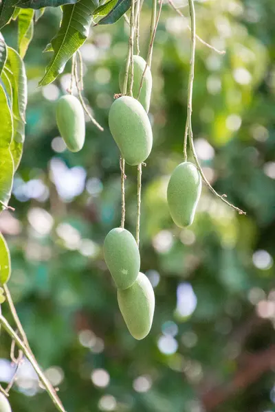 Yeşil ve beyaz erikleri kapatın.