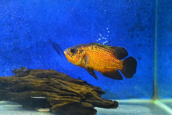 Akvaryumda güzel renkli bir balık resmi.