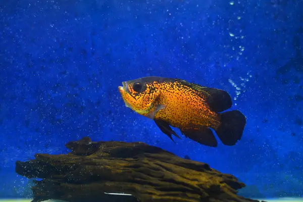 Akvaryumdaki balıklar