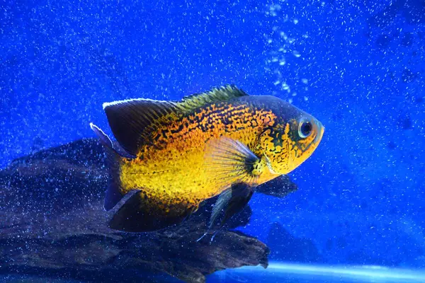 Akvaryumun güzel sualtı dünyası