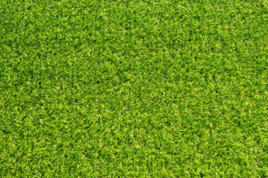 Yeşil çimen arka planı