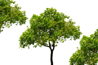 Bir ağacın silueti