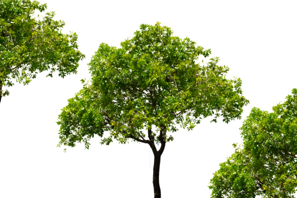 Bir ağacın silueti