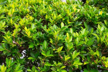 Bahçede yeşil yapraklar