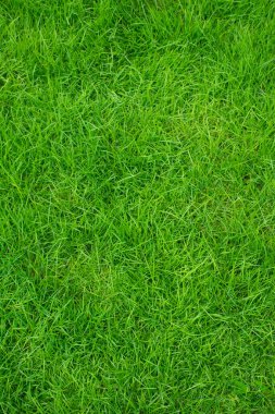 yeşil çimen dokusu arkaplanı