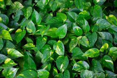 yeşil yaprakların arkaplanı