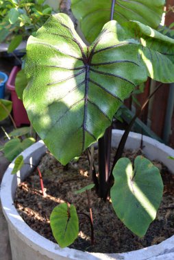 Bahçedeki yeşil bitki