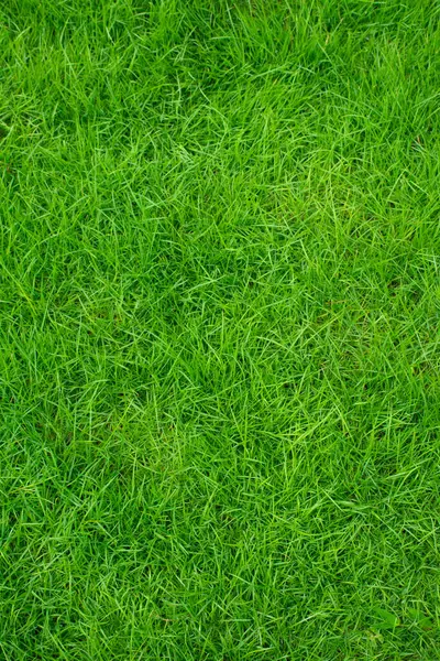 yeşil çimen dokusu arkaplanı