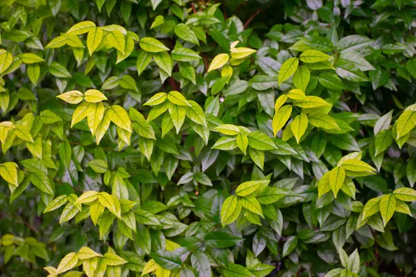 Yeşil sarmaşık yaprağı arka plan