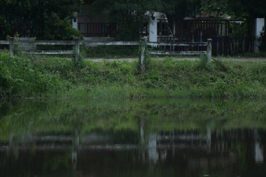 Ormandaki ağaçlarla çevrili bir gölün yakın çekimi.