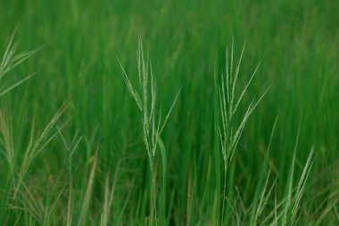 yakın plan - bulanık arkaplan ile yeşil çimen