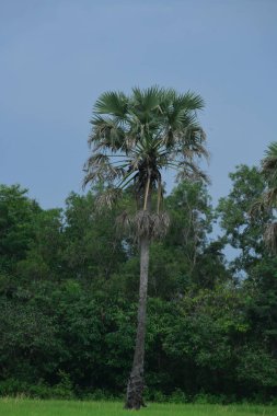 Ormanda palmiye ağaçları