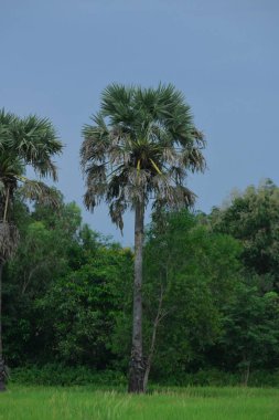 Ormandaki palmiye ağacı